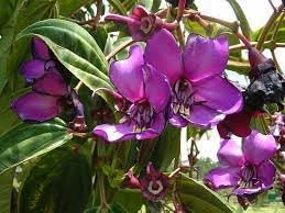 Flower Seeds, Seeds for Planting, Plant Seeds