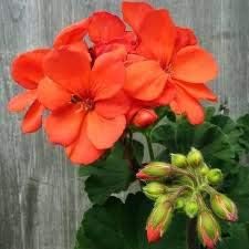 Flower Seeds, Seeds for Planting, Plant Seeds