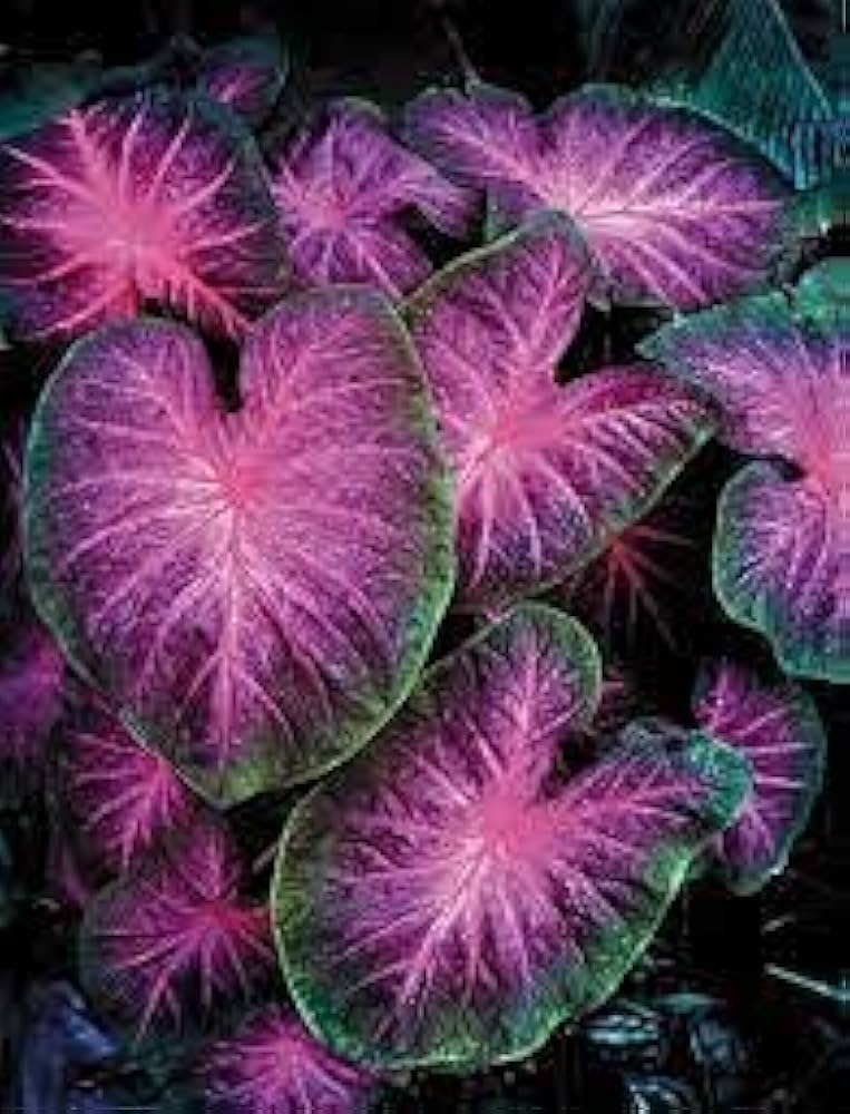 Caladium Purple Green Leaf Plant Seeds for Planting 100 pcs