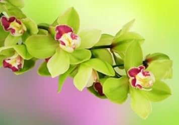 Flower Seeds, Seeds for Planting, Plant Seeds