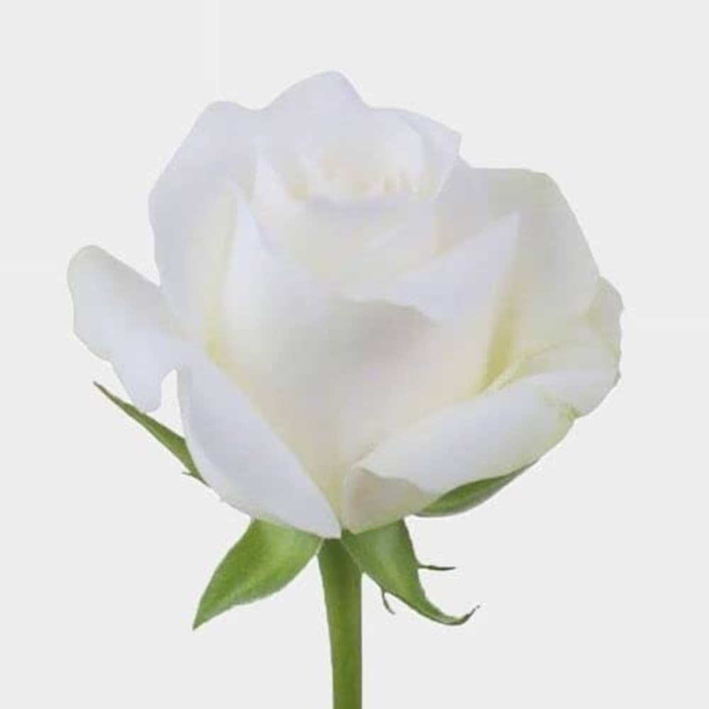 white white flower seeds