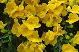 Flower Seeds, Seeds for Planting, Plant Seeds