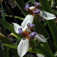 gracilis flower flower seeds