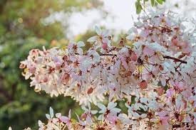 cassia flower flower seeds