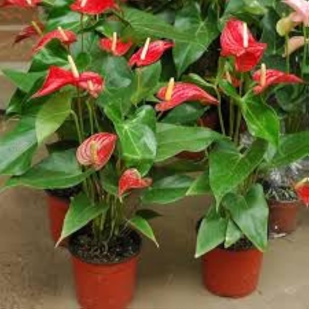 anthurium anthurium flower seeds