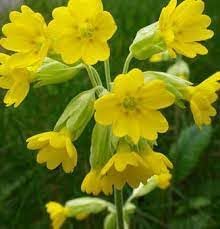 yellow heirloom flower seeds