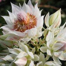 Flower Seeds, Seeds for Planting, Plant Seeds