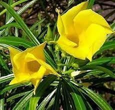thevetia flower flower seeds