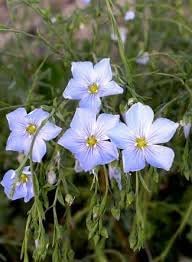 blue flax flower seeds