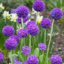 heirloom non flower seeds