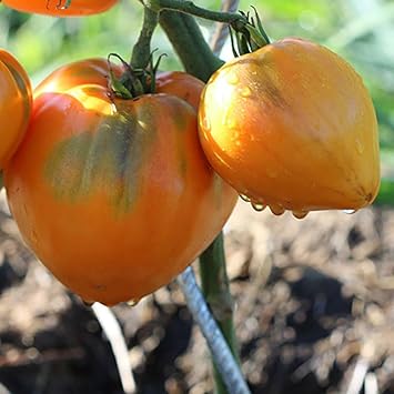 Oxheart Tomato Seeds for Planting