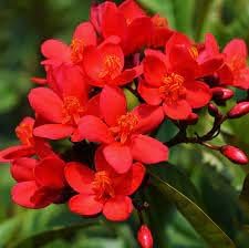 jatropha flower flower seeds