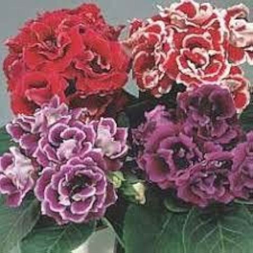 gloxinia sinningia flower seeds