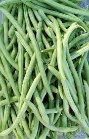 Heirloom Non-GMO Blue Lake Pole Bean Seeds for Planting