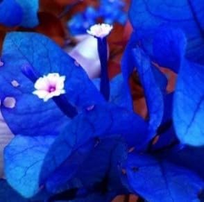 Flower Seeds, Seeds for Planting, Plant Seeds