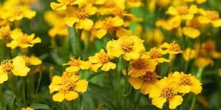 organic estragon flower seeds