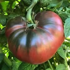 Red Brown Tomato Seeds for Planting