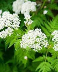 cicely flower flower seeds