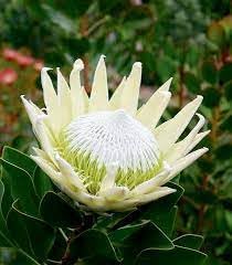 Flower Seeds, Seeds for Planting, Plant Seeds