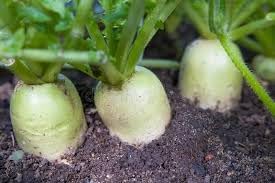 Radish Green Meat Vegetable Seeds for Planting