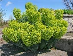 mediterranean spurge flower seeds