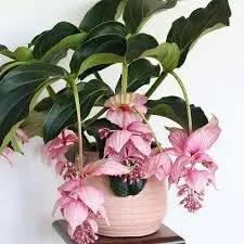 medinilla magnifica flower seeds