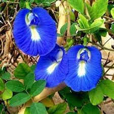 clitoria ternatea flower seeds