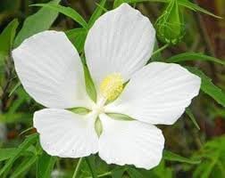 heirloom texas flower seeds
