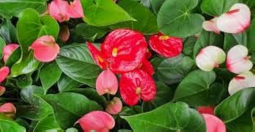 Multi-Colour Anthurium Flower Seeds for Planting - 100 pcs