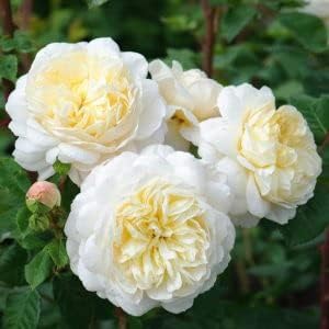 yellow white flower seeds