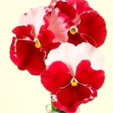 Red White Pansy Seeds for Planting