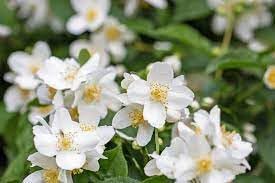 orange heirloom flower seeds