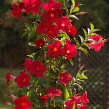 Flower Seeds, Seeds for Planting, Plant Seeds