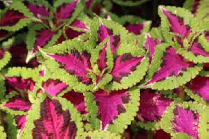 Heirloom Green Pink Coleus Flower Seeds – Non-GMO, Vibrant Ornamental Foliage for Home Gardens