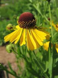 helenium flower flower seeds