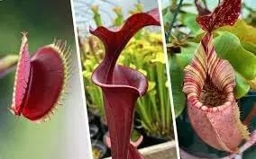 mosquito carnivorous flower seeds
