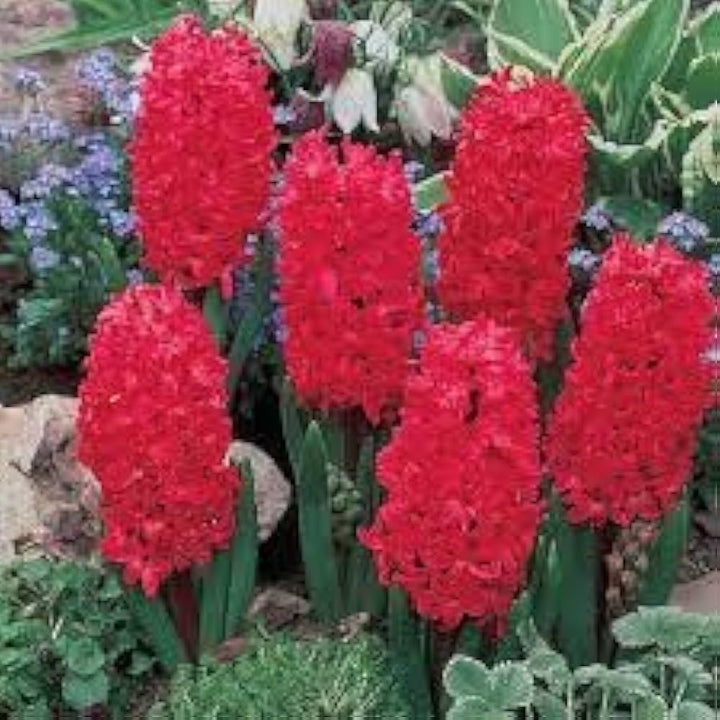Organic Heirloom Red Hyacinth Flower Seeds for Planting – Non-GMO Fragrant Spring Blooms