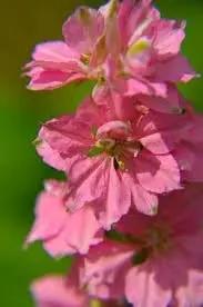 delphinium flower flower seeds