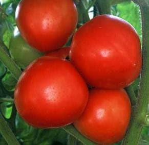 Early Red Tomato Seeds for Planting
