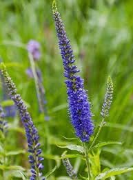 Flower Seeds, Seeds for Planting, Plant Seeds