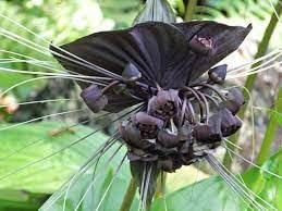 tacca chantrieri flower seeds