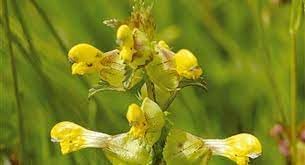 Flower Seeds, Seeds for Planting, Plant Seeds, Heirloom Non-GMO Rattle Flower Seeds