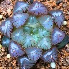 haworthia plant flower seeds