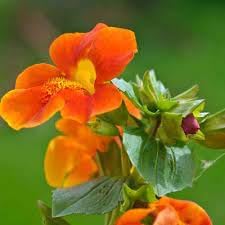 Flower Seeds, Seeds for Planting, Plant Seeds