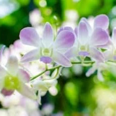 purple white flower seeds
