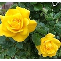 Gule Home Garden Rose Blomsterfrø til udplantning - 100 stk