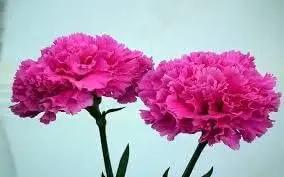 pink carnation flower seeds