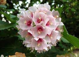 heirloom non flower seeds
