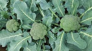 Heirloom Non-GMO Broccolini Vegetable Seeds for Planting