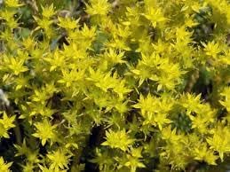 Flower Seeds, Seeds for Planting, Plant Seeds